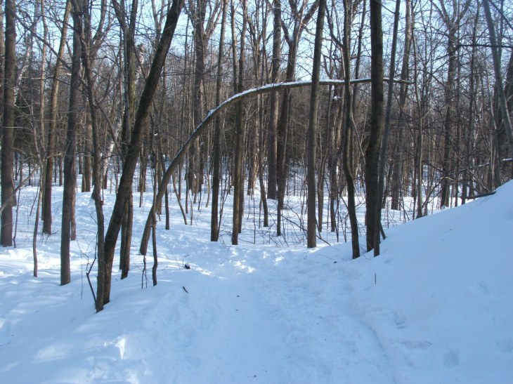 A Tree Waiting For Spring